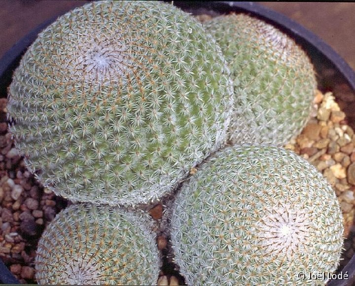 Mammillaria crucigera ssp tlalocii ©JL-679